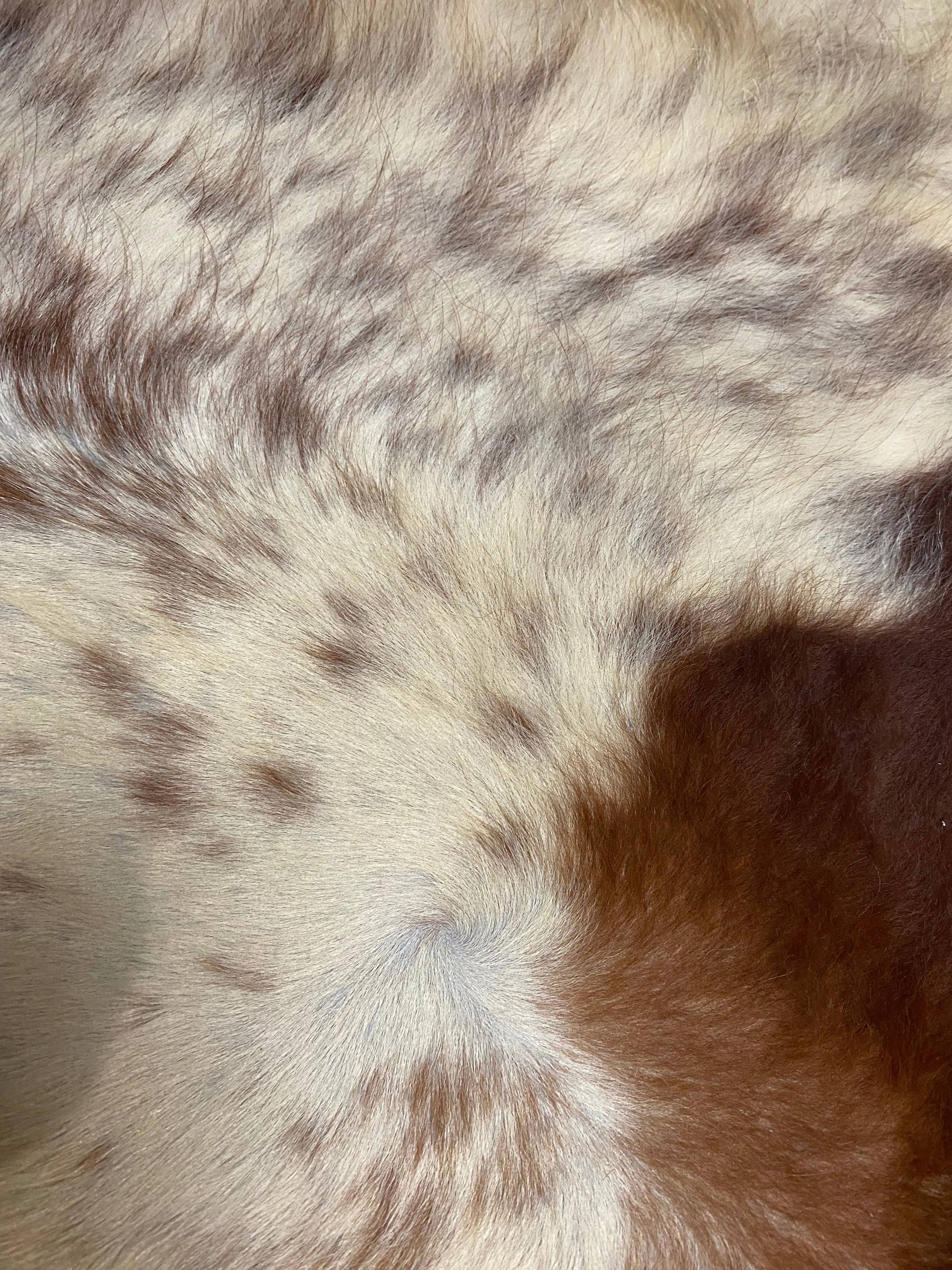 Bonnie - Dark Brown cowhide close up