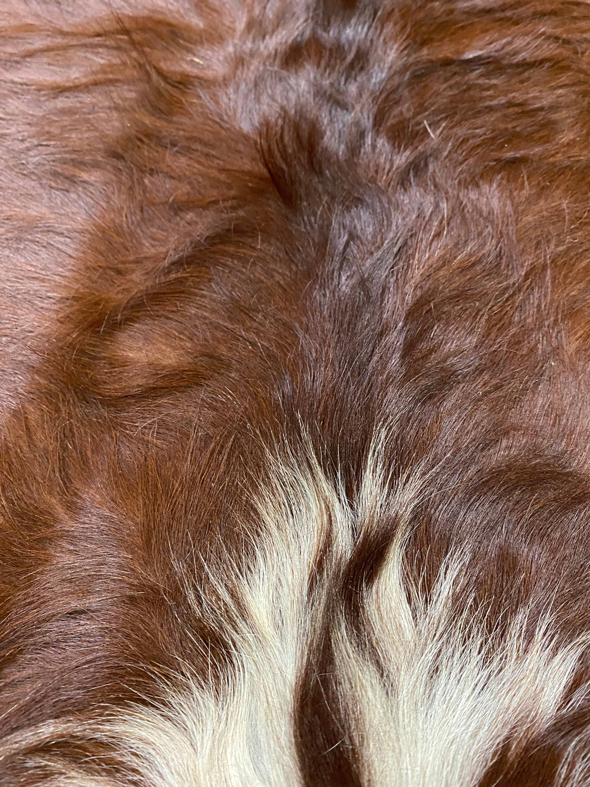 Bonnie - Dark Brown cowhide close up