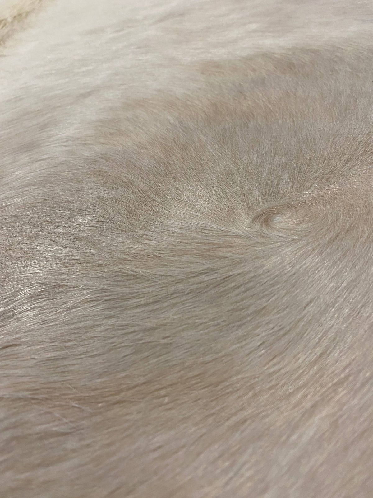 Corey - White Cream cowhide close up