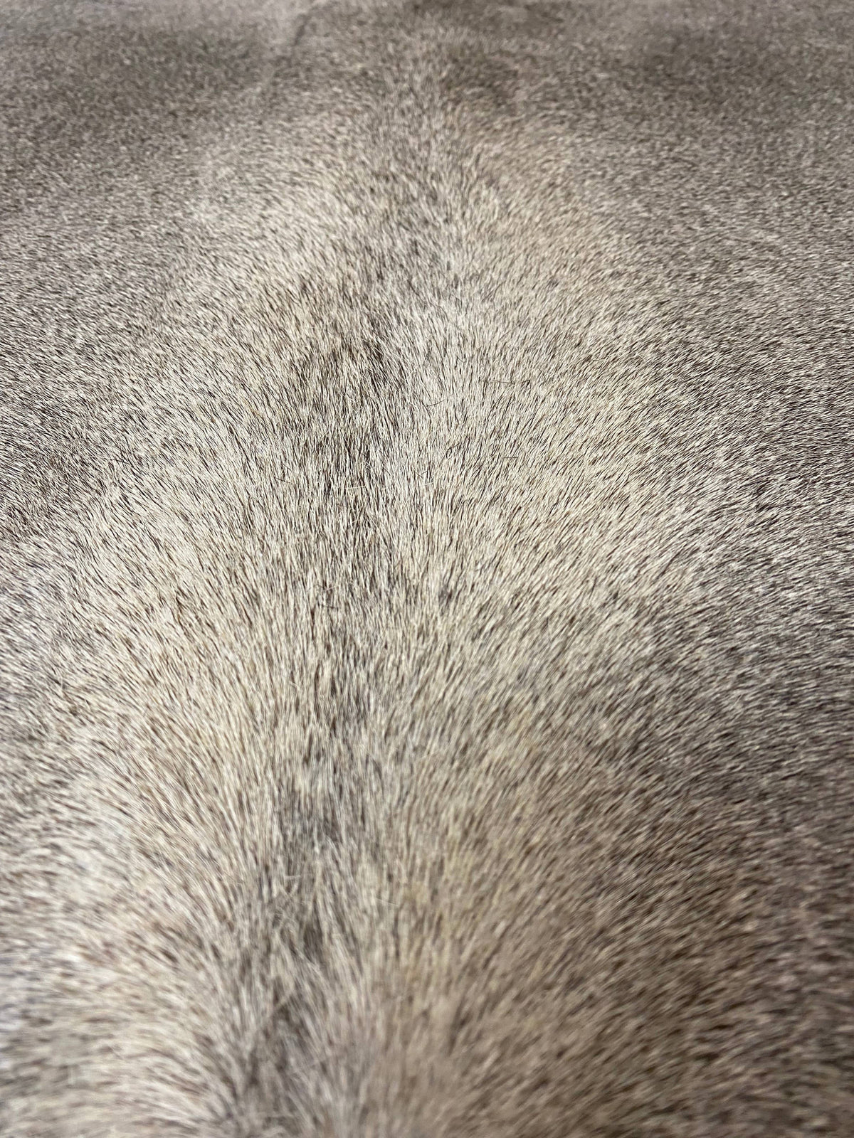 James - Grey perfection cowhide close up