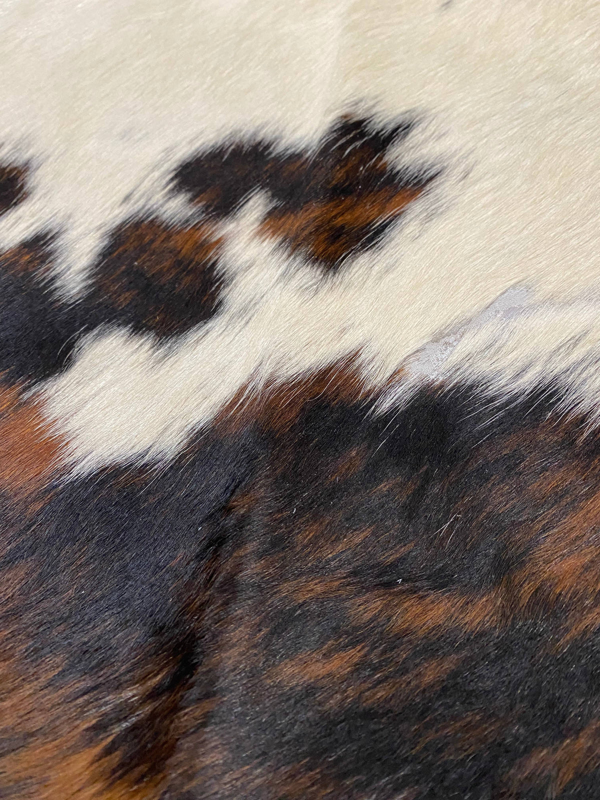 Pat - Tornasol cowhide up close