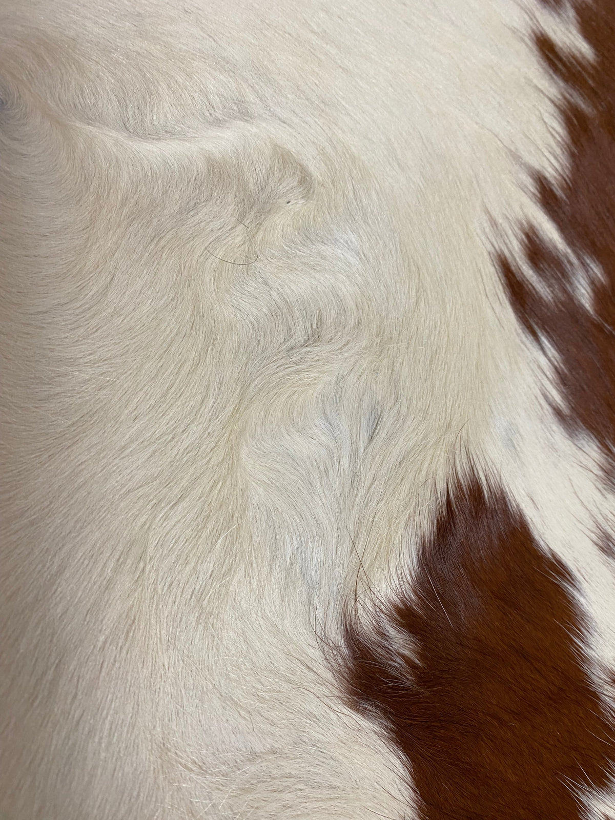 Ralph - Brown + White Cowhide close up