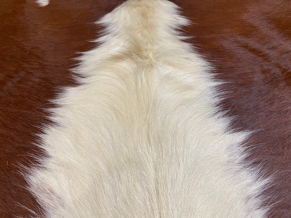 Ralph - Brown + White Cowhide close up