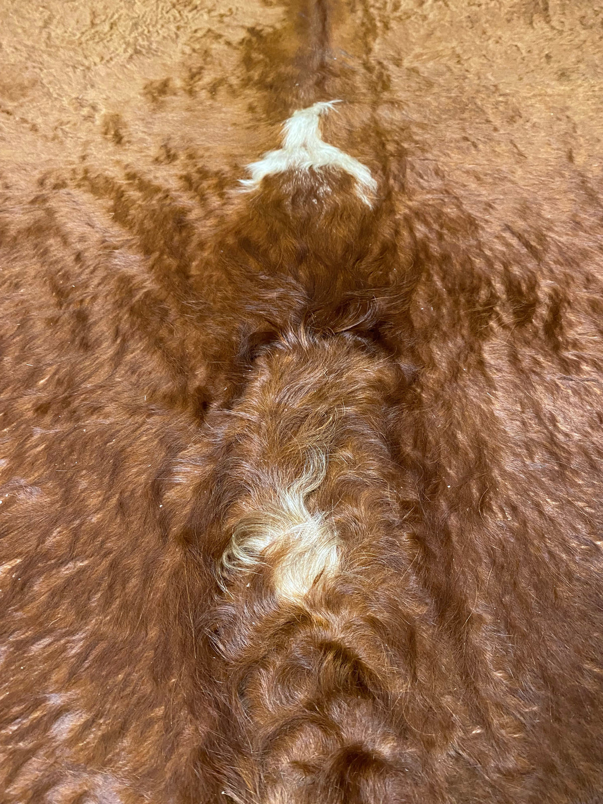 Theo - Hereford cowhide close up