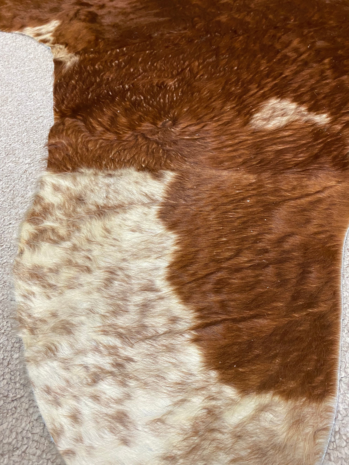 Theo - Hereford cowhide close up