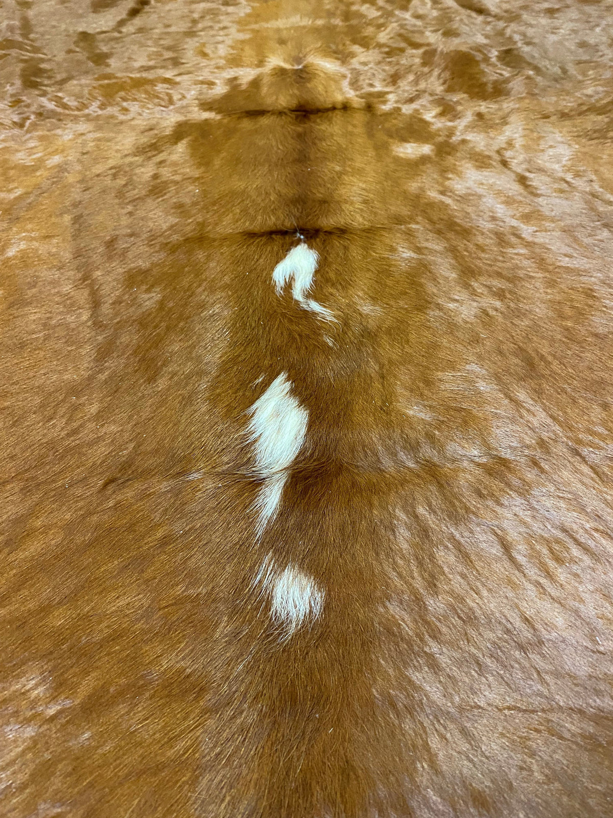 Tim - Hereford cowhide close up