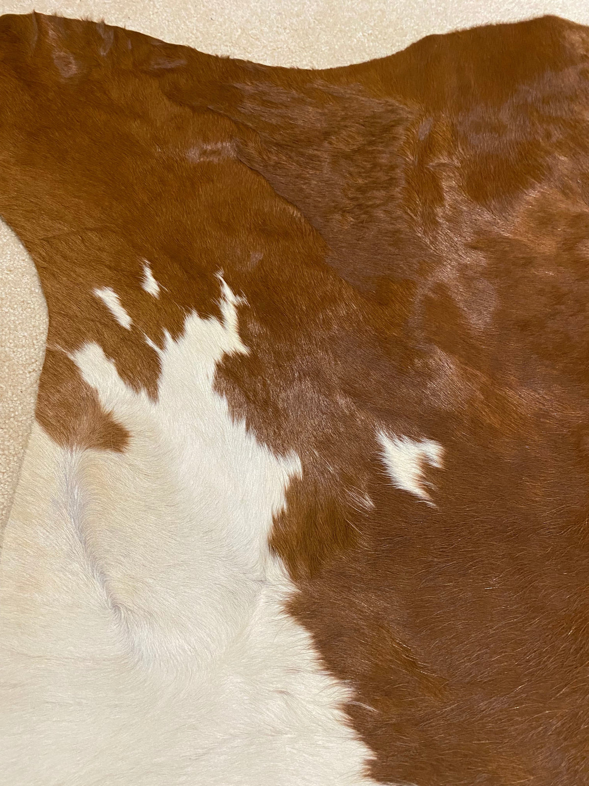 Tim - Hereford cowhide close up